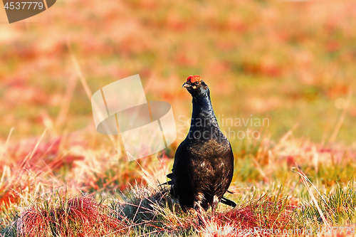 Image of black grouse cock in mating season