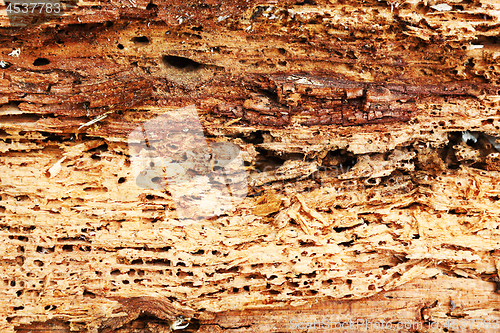 Image of rough texture of wood destroyed by boring insects