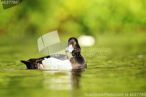 Image of cute tufted duck drake