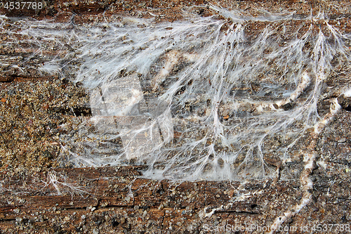 Image of fungus mycelium decaying wood beam