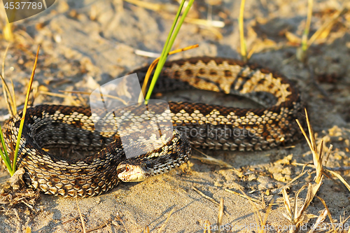 Image of full length moldavian meadow viper