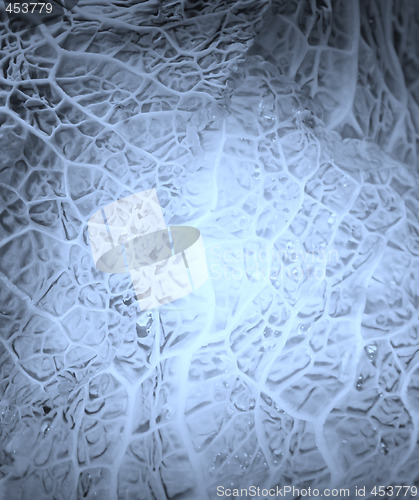 Image of Green cabbage vegetable