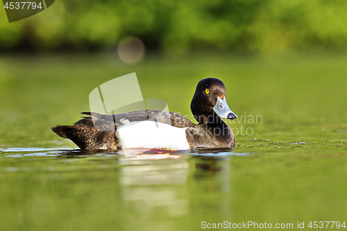 Image of cute tufted duck drake swimming on lake 1