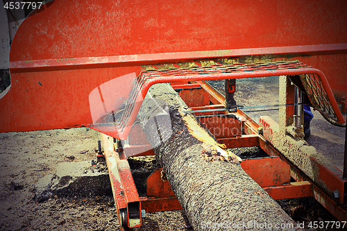 Image of detail of felled trunk at saw mill