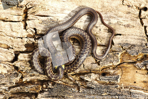 Image of full length juveline aesculapian snake