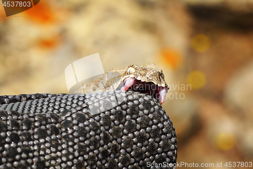 Image of dangerous milos viper biting on herpetologist glove