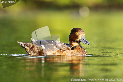 Image of female tufted duck floating on water surface