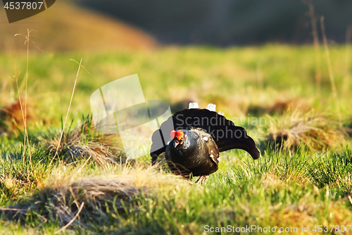 Image of aggressive black grouse in mating season