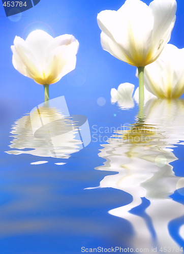 Image of Tulips