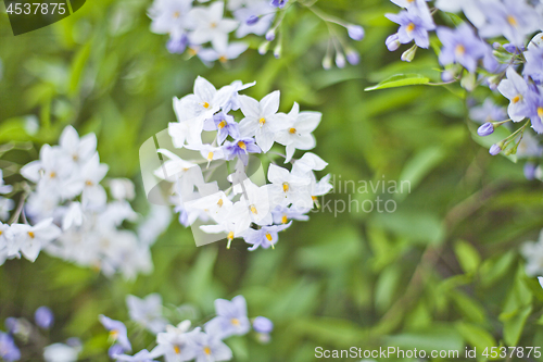 Image of Blue summer flowers. Blossoms and green leaves.