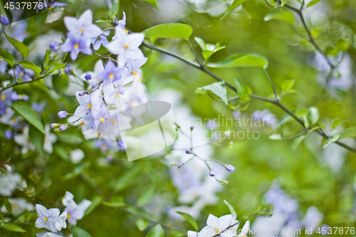 Image of Blue summer flowers. Blossoms and green leaves.