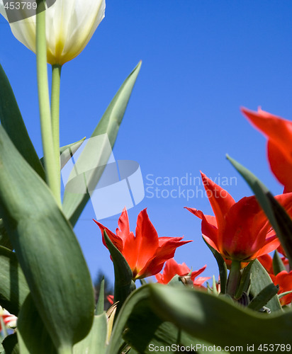 Image of Tulips
