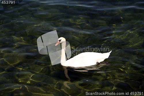 Image of Swan