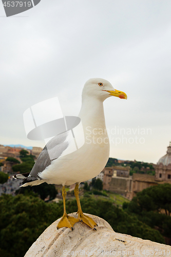 Image of Macro portrait of seagull