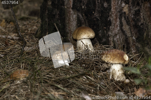 Image of Mushrooms in the woods