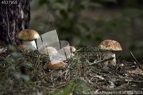 Image of Mushrooms in the woods