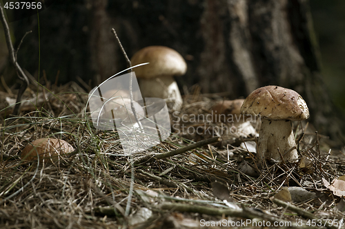 Image of Mushrooms in the woods