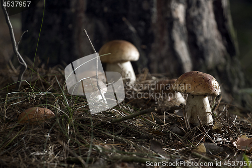 Image of Mushrooms in the woods