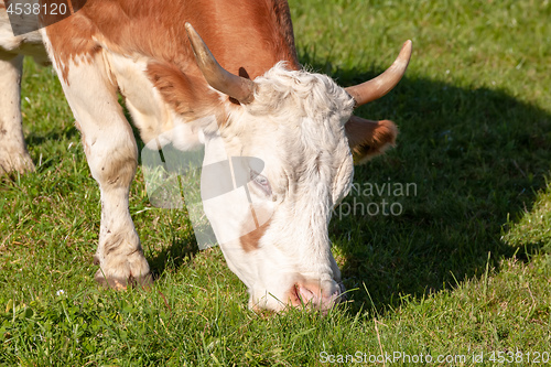 Image of cow in the green grass