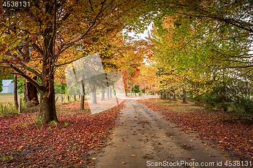 Image of Autumn colours in the tree lined roads