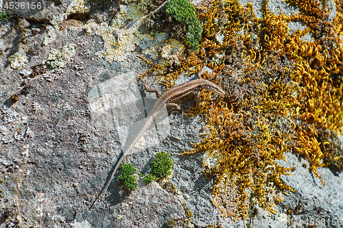 Image of Lizard on the Rock