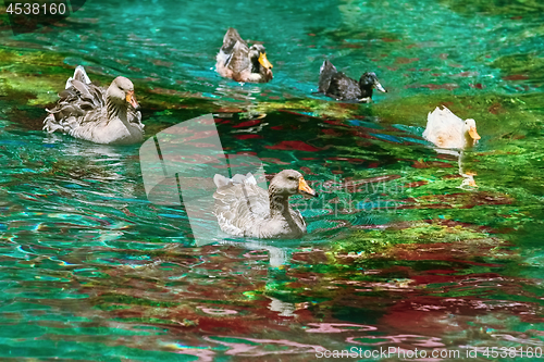 Image of Ducks Swimming Down the River