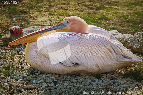 Image of Great White Pelican