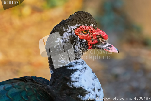 Image of Portrait of Muscovy Duck