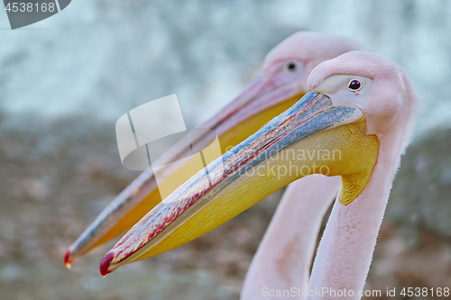 Image of Portrait of Big Rosy Pelican