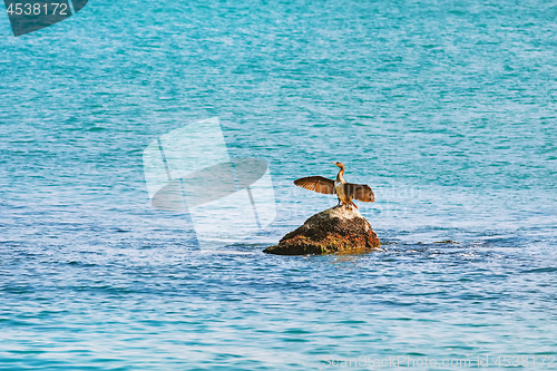 Image of Cormorant Dries Wings