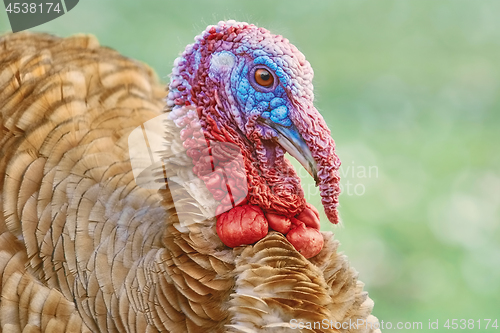 Image of Portrait of a Turkey