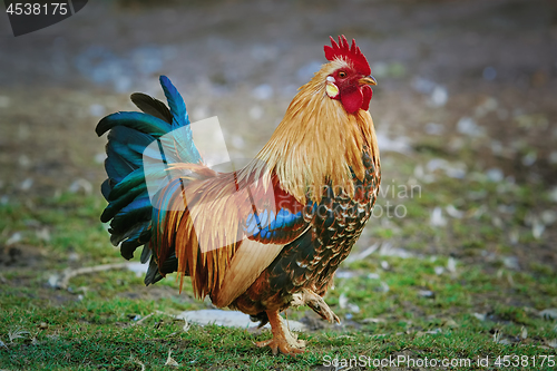 Image of Brown Leghorn Rooster