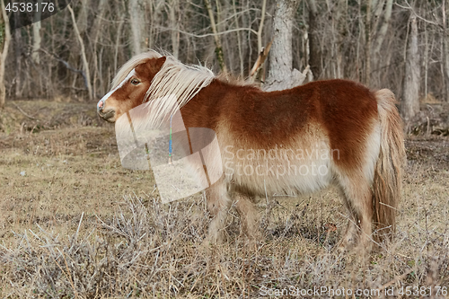 Image of Little Brown Pony