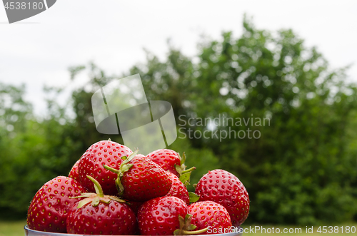 Image of Fresh strawberries in a bowl outdoors