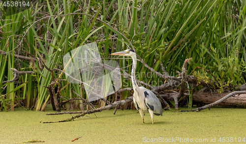 Image of Grey Heron (Ardea cinerea) seeking prey