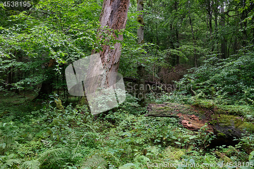 Image of Dead linden tree stump in summer