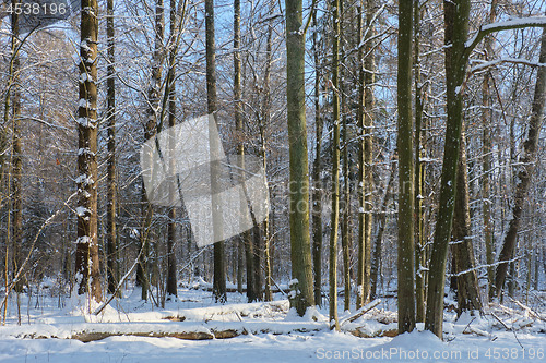 Image of Trees snow wrapped snowfall after