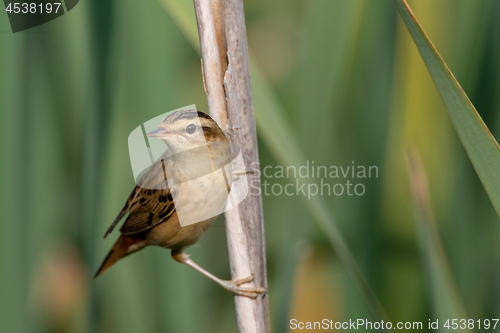 Image of Sedge warbler (Acrocephalus schoenobaenus) on reed