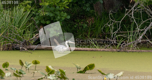 Image of Grey Heron (Ardea cinerea) seeking prey