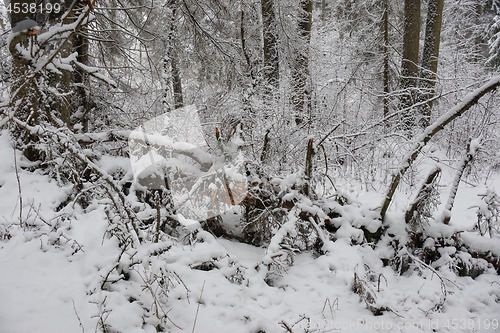 Image of Wintertime landscape of snowy deciduous stand