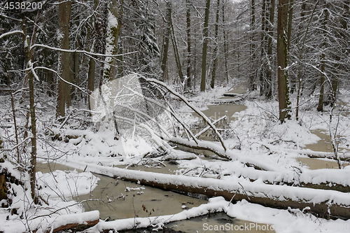 Image of Frozen small forest river crossing mixed stand