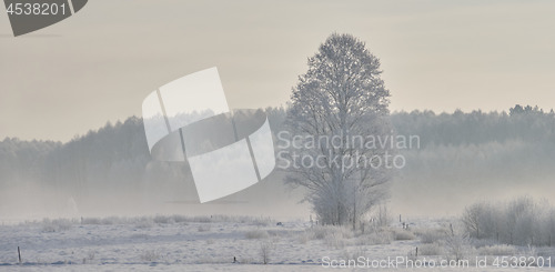 Image of Winter landscape with trees snow wrapped