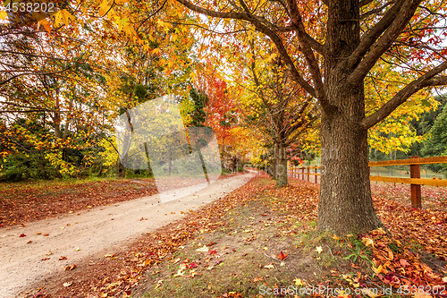 Image of Country roads in Autumn lined with maples and deciduous trees