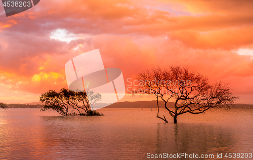 Image of Sunset and storm clouds over mangroves