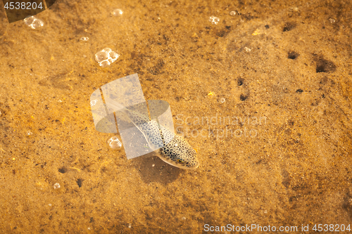 Image of Spotted fish in the shallows
