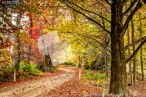 Image of Autumn colour in Blue Mountains Australia