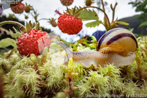 Image of Snail close-up, looking at the red strawberries