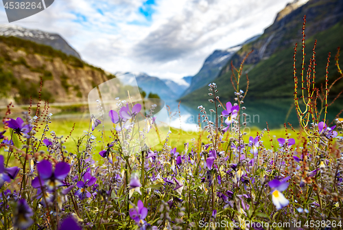 Image of lovatnet lake Beautiful Nature Norway.