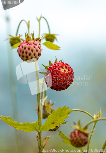 Image of Berry of ripe strawberries close up. Nature of Norway