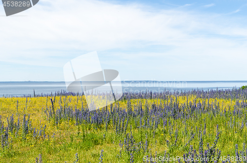 Image of Yellow and blue summer flowers by the coast